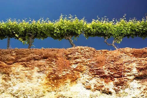 风土成就一瓶好酒，土壤对葡萄的重要性