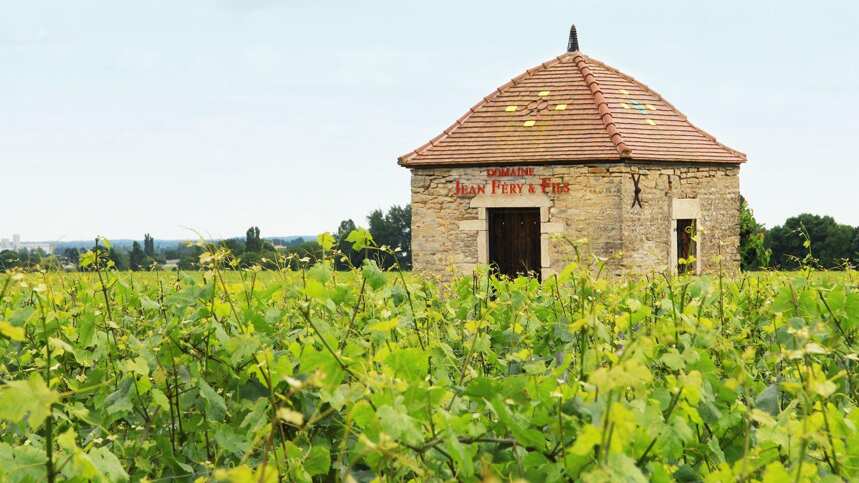 让费里父子酒庄韦热莱斯：萨维尼产区的经典一级园葡萄酒