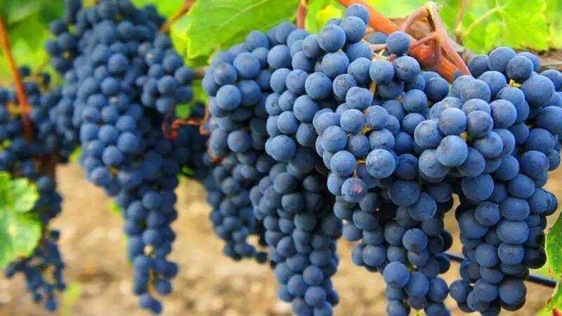 这些中国常见酿酒葡萄品种，你都知道吗？