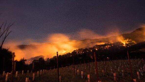 山火侵袭澳大利亚，被损毁的葡萄园可能需要数年时间恢复