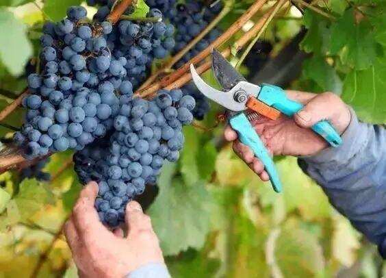 WINE NEWS丨法国葡萄酒预计大幅减产、新款黑桃A再刷高价记录……