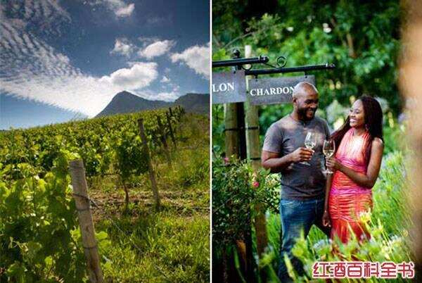 美酒｜南非葡萄酒：彩虹之国的芬芳