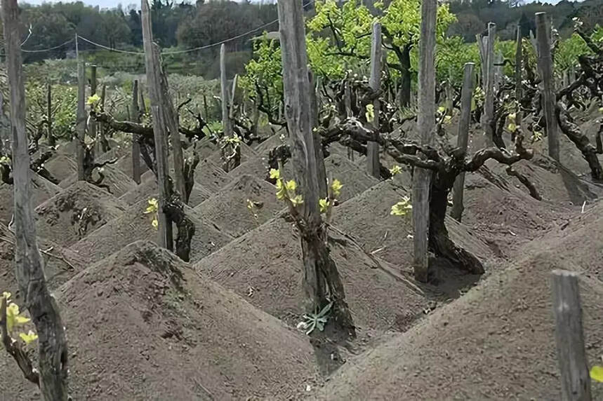 风土成就一瓶好酒，土壤对葡萄的重要性