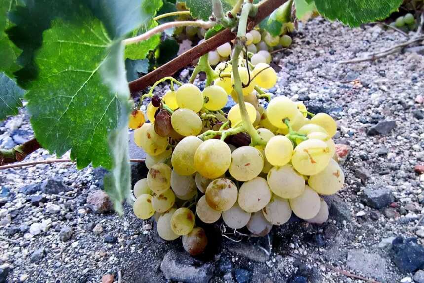 希腊圣酒：来自爱情海如花蜜般的甜葡萄酒