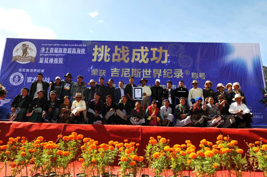 3563.31米！净土青藏高原葡萄园创造吉尼斯世界纪录