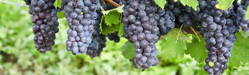 从本土红葡萄品种看意大利经典醇酿
