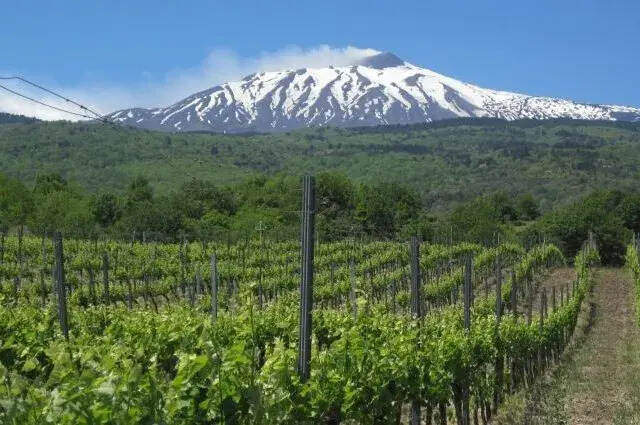 「赌你不知道」火山喷出来的葡萄酒是什么味儿？