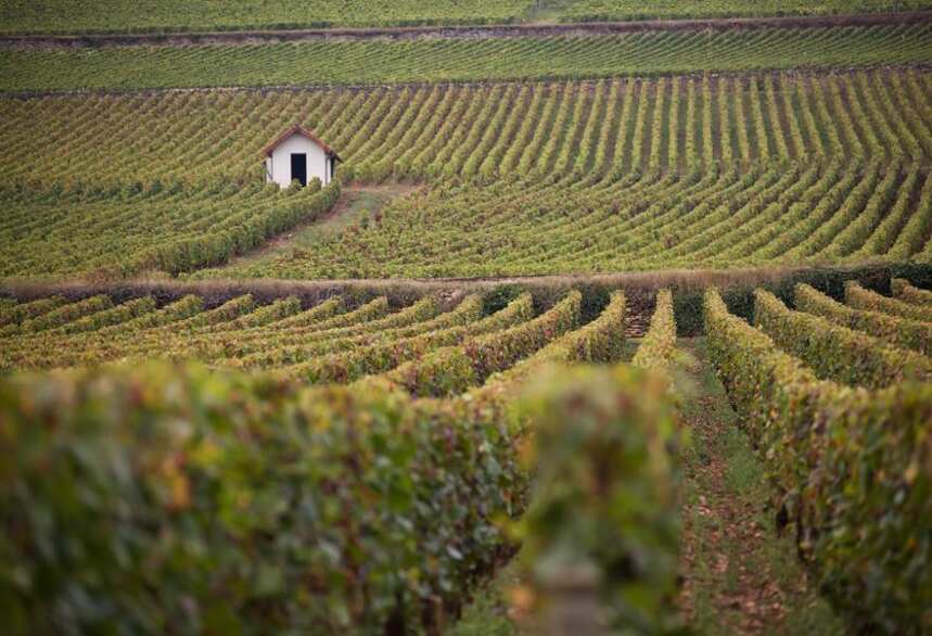 2013年塞纳伯爵瓦泽：优雅而不失复杂的一级园葡萄酒