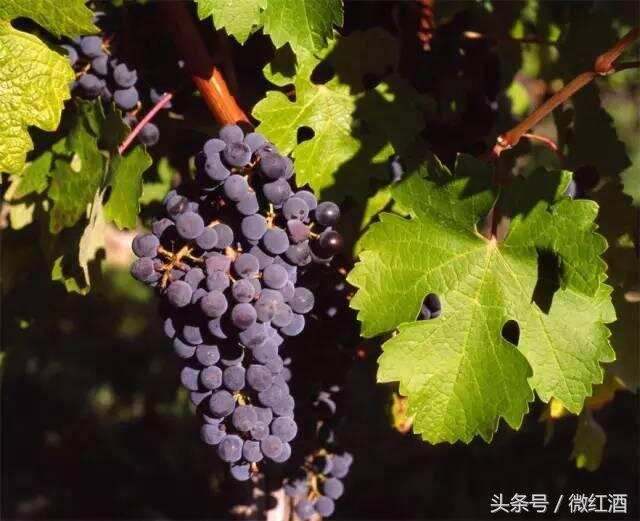 赤霞珠为什么被称为“酿酒葡萄之王”？