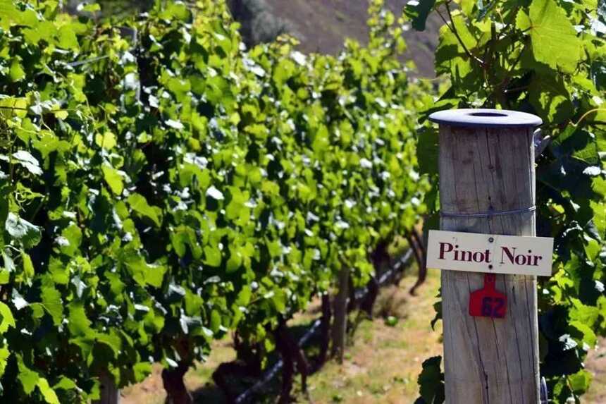 最近势头猛、单价高的新西兰黑皮诺红葡萄酒，好在哪？
