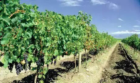葡萄酒的起源与发展