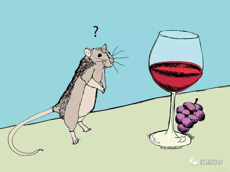 红葡萄酒常言：减肥，不选贵的，只选对的