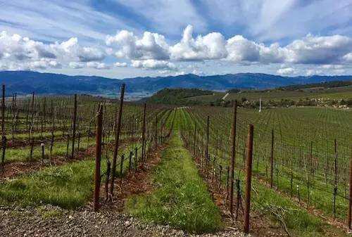 美国最大的嘉露酒厂狂收加州纳帕的1300英亩葡萄园