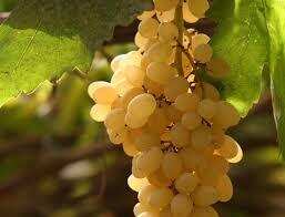 葡萄酒界的扛把子波尔多，那里都种些什么葡萄品种