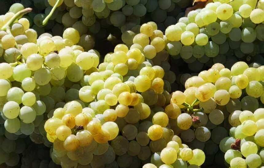 葡萄酒发源地的10大葡萄品种