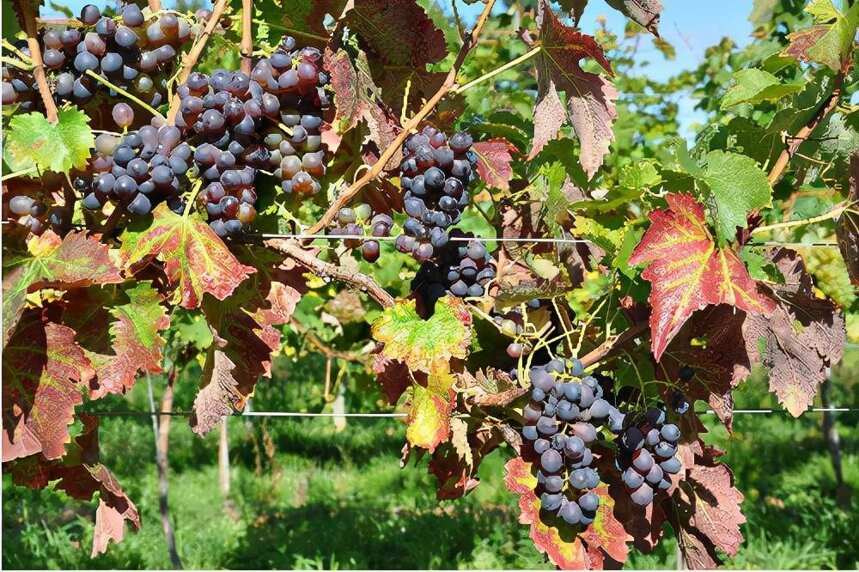 从本土红葡萄品种看意大利经典醇酿