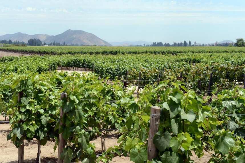 南美的波尔多——迈坡谷，喝懂高档智利葡萄酒必须了解的产区