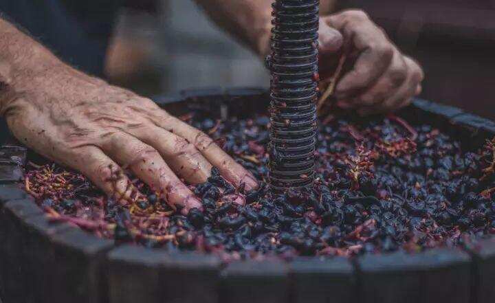 平时喝的葡萄酒，酿一瓶居然需要几百颗葡萄