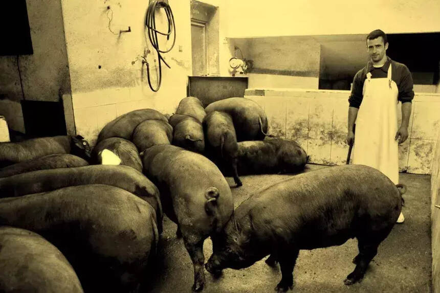 一只猪最高级的“修养”：成为伊比利亚火腿
