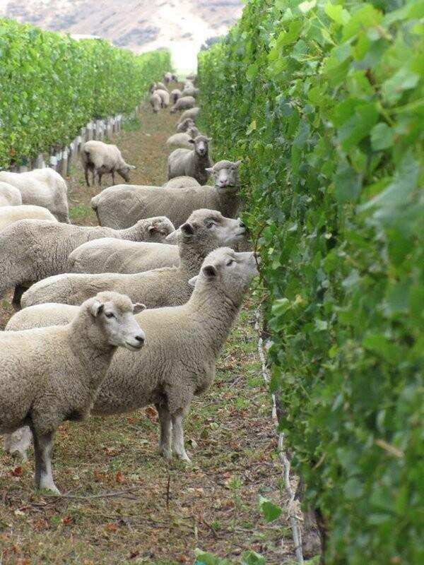 羊儿们爱啃葡萄怎么办？当然是选择毒它啦！