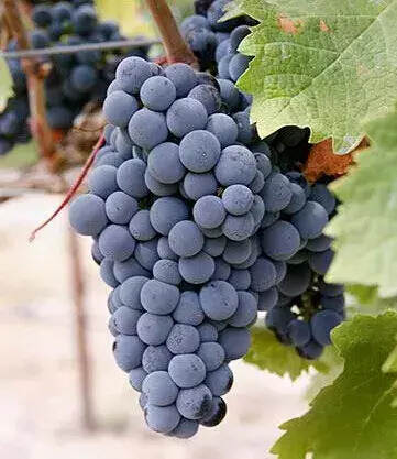 连葡萄品种都不认识，还敢自称葡萄酒爱好者？