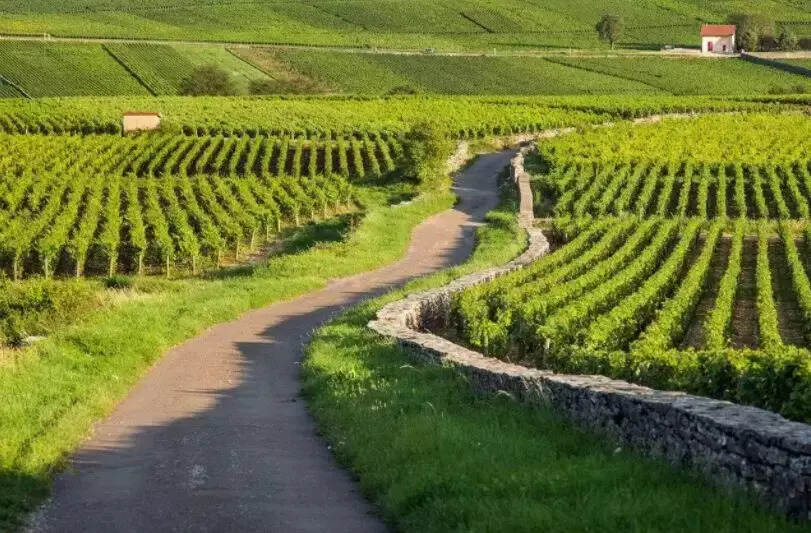 这些不得不认识的世界著名葡萄酒产区
