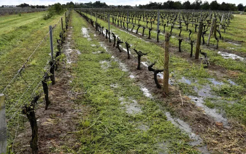 波尔多15000英亩葡萄园遭受冰雹灾害，部分产区酒价恐继续上涨