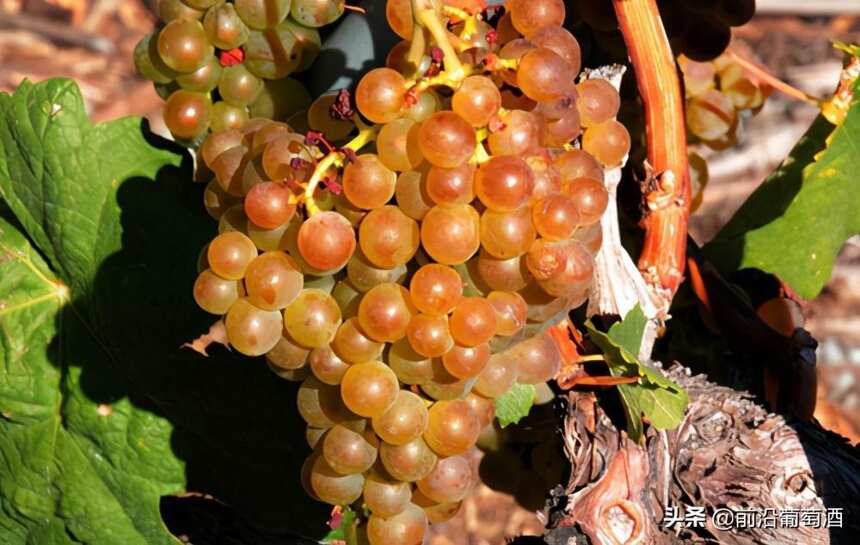 玛珊葡萄酒，科普最常见的100种葡萄酒佳酿之一玛珊葡萄酒