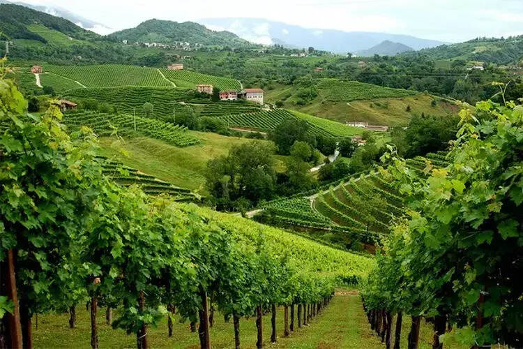 继香槟之后，意大利普罗塞克葡萄酒产区被列入世界遗产名录