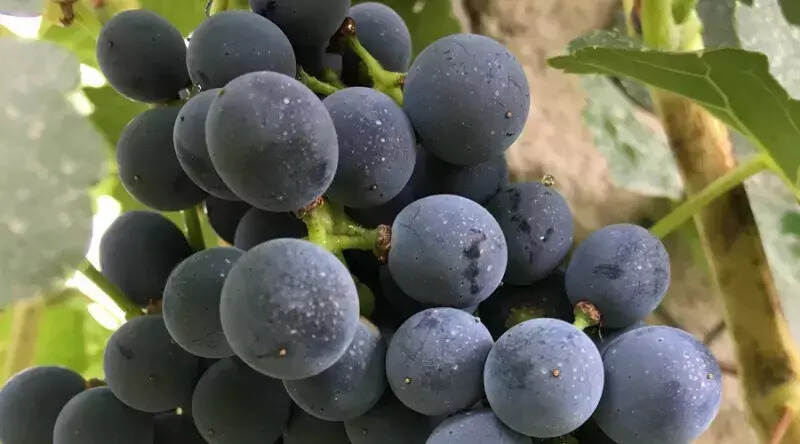 酿酒葡萄中各部分在葡萄酒有什么作用呢？