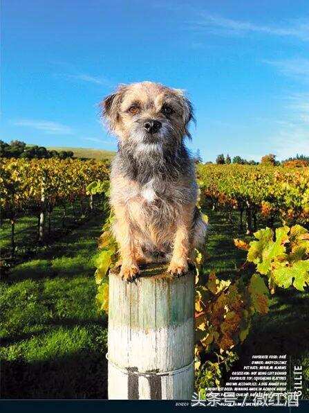 为什么葡萄酒酿酒师会喜欢养狗？