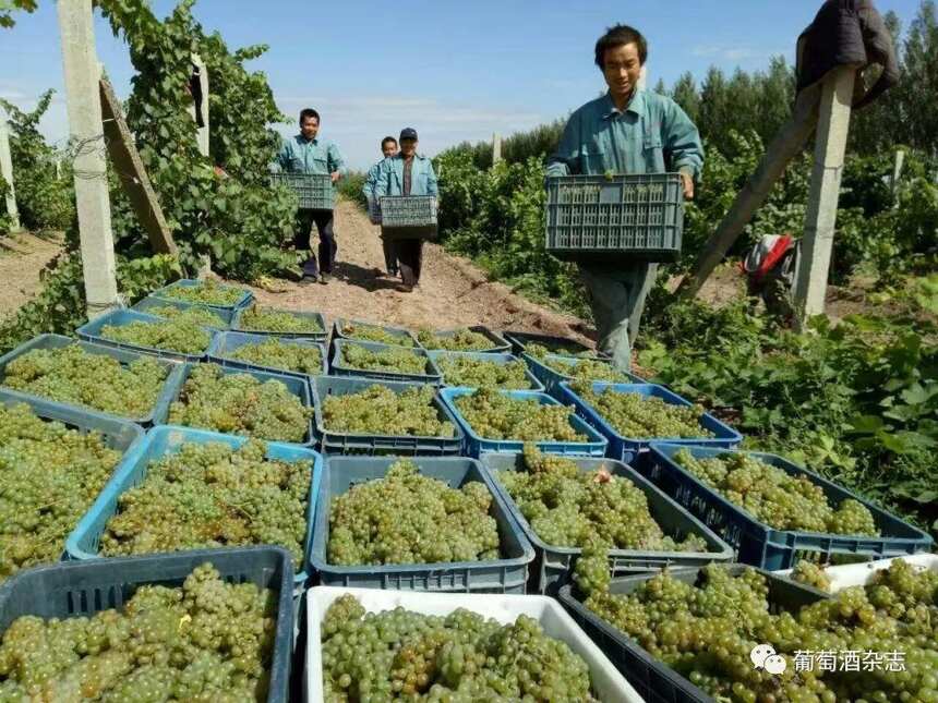 中国葡萄酒产区，不只是宁夏