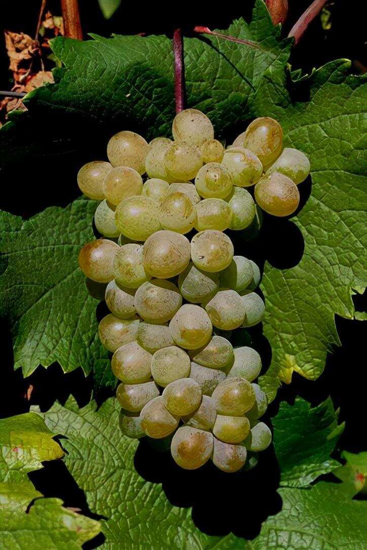 葡萄酒发源地的10大葡萄品种