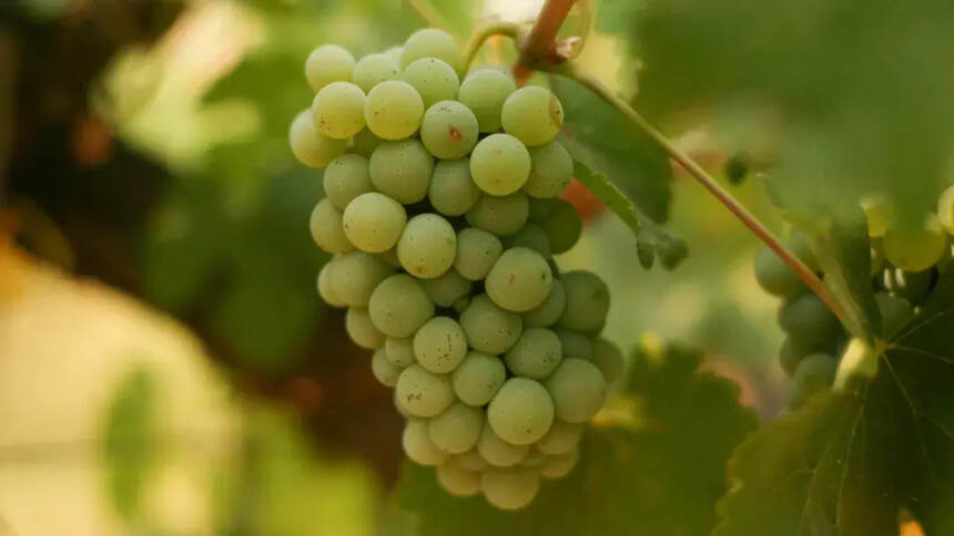 「产区指南」南非：葡萄酒未来趋势
