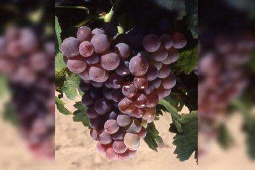 教皇新堡葡萄品种“十三兄弟”大集合