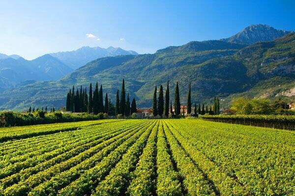 意大利上阿迪杰：世界上最好的灰皮诺葡萄酒产区之一