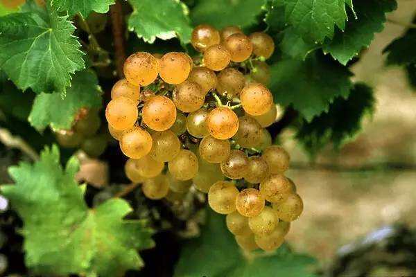 猎人谷：澳洲“文武双全”的葡萄酒产区