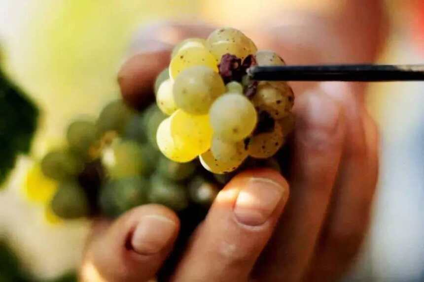 深度剖析德国 13 大葡萄酒产区，推荐收藏