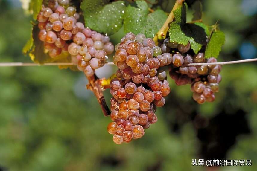 琼瑶浆葡萄酒，科普最常见的100种葡萄酒佳酿之琼瑶浆葡萄酒