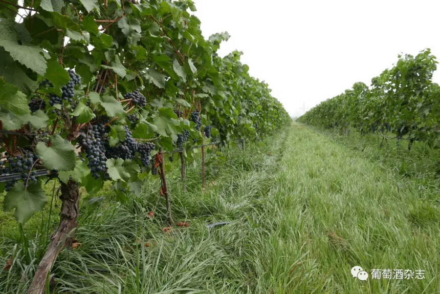 一个酿酒品种的诞生：要尝25年又脏又烂的坏葡萄