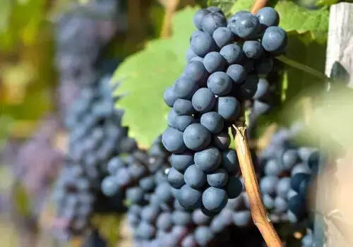 法国酿酒葡萄的地位排名