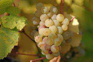 葡萄酒常见的葡萄品种