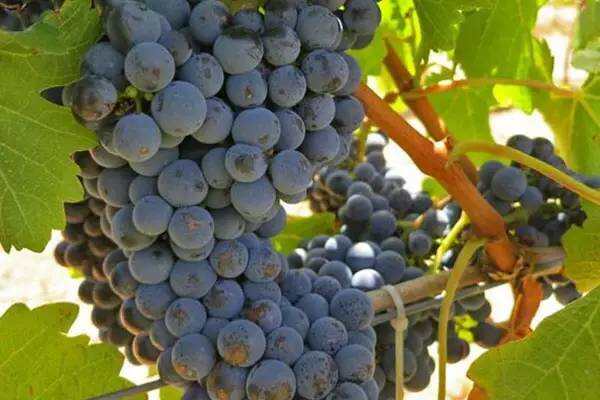 西澳：量小质优的澳洲精品葡萄酒产区