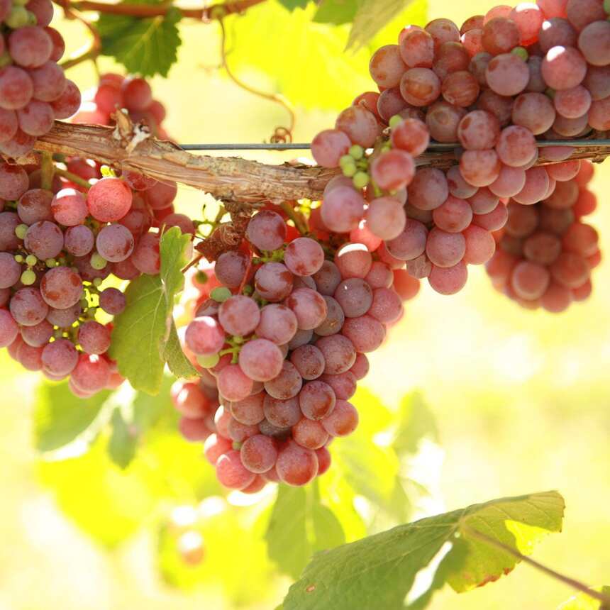 葡萄品种琼瑶浆：丰腴的荔枝玫瑰香，最适合当秋天的第一杯葡萄酒
