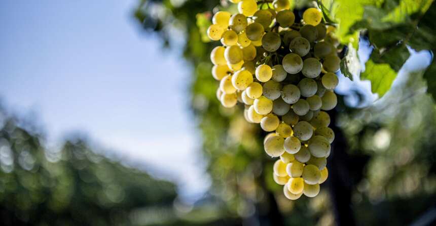 绿维特利纳：奥地利的旗舰葡萄品种
