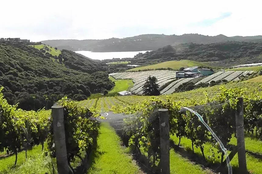 18 年打造出最贵新西兰酒王，这个酒庄是怎么做到的？