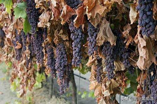 意大利圣酒，科普最常见的100种葡萄酒佳酿之一的意大利圣酒