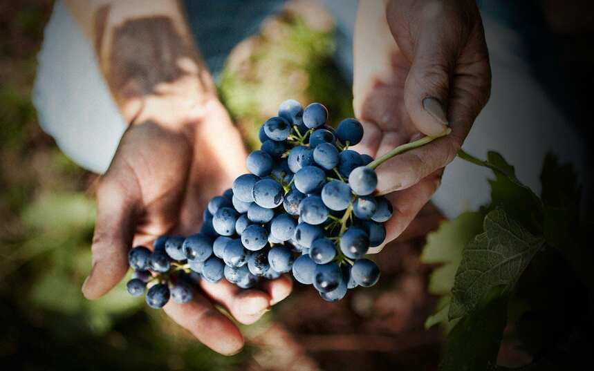 世界上种植面积最广的酿酒葡萄——红葡萄篇