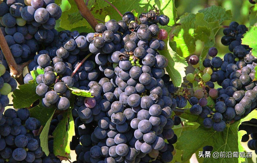 法国有哪些知名的红葡萄品种？法国知名红葡萄品种有什么特点？