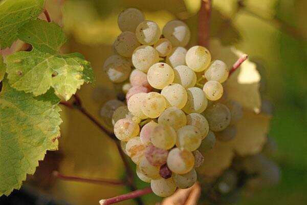 世界上最贵的白葡萄酒居然用这种葡萄酿造，甩拉菲 10 条街！